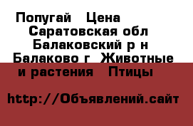 Попугай › Цена ­ 1 000 - Саратовская обл., Балаковский р-н, Балаково г. Животные и растения » Птицы   